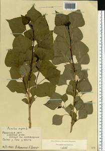 Populus nigra L., Eastern Europe, Central region (E4) (Russia)