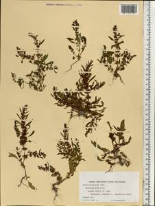 Rumex marschallianus Rchb., Eastern Europe, Lower Volga region (E9) (Russia)