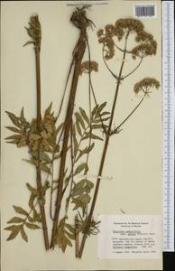 Valeriana excelsa subsp. sambucifolia (J. C. Mikan ex Pohl) Holub, Western Europe (EUR) (Finland)