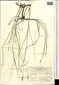 Carex divisa Huds., Caucasus, Azerbaijan (K6) (Azerbaijan)