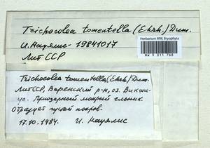 Trichocolea tomentella (Ehrh.) Dumort., Bryophytes, Bryophytes - Baltic States (B1)