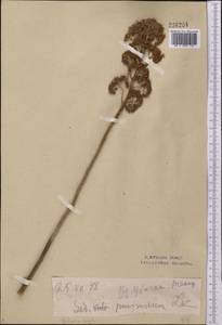 Hylotelephium telephium subsp. telephium, Middle Asia, Northern & Central Kazakhstan (M10) (Kazakhstan)