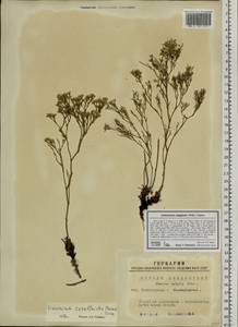Limonium caspium (Willd.) Gams, Siberia, Western Siberia (S1) (Russia)
