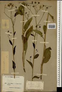 Lapsana communis subsp. grandiflora (M. Bieb.) P. D. Sell, Caucasus, Armenia (K5) (Armenia)
