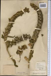 Hyoscyamus niger L., Middle Asia, Northern & Central Kazakhstan (M10) (Kazakhstan)