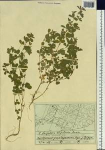 Kummerowia stipulacea (Maxim.) Makino, Siberia, Russian Far East (S6) (Russia)