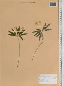 Anemone jenisseensis (Korsh.) Krylov & Steinb., Siberia, Central Siberia (S3) (Russia)