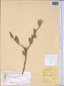 Simmondsia chinensis (Link) C.K. Schneid., America (AMER) (United States)