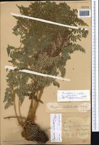 Dryopteris mindshelkensis Pavlov, Middle Asia, Kopet Dag, Badkhyz, Small & Great Balkhan (M1) (Turkmenistan)