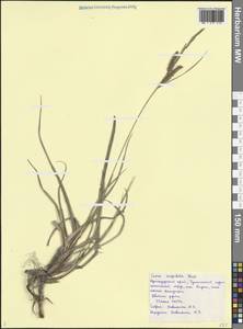Carex flacca subsp. erythrostachys (Hoppe) Holub, Caucasus, Black Sea Shore (from Novorossiysk to Adler) (K3) (Russia)