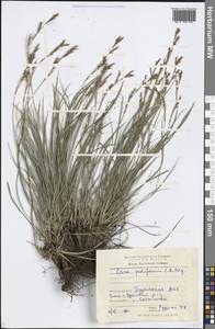 Carex pediformis C.A.Mey., Siberia, Baikal & Transbaikal region (S4) (Russia)