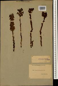 Orobanche, Caucasus, Dagestan (K2) (Russia)