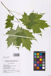 Acer platanoides L., Eastern Europe, Central region (E4) (Russia)