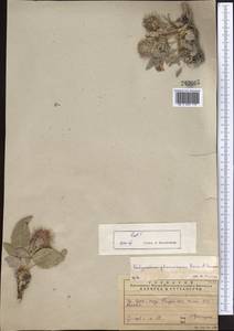 Hedysarum plumosum Boiss. & Hausskn., Middle Asia, Western Tian Shan & Karatau (M3) (Kazakhstan)