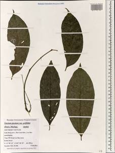 Gnetum gnemon L., South Asia, South Asia (Asia outside ex-Soviet states and Mongolia) (ASIA) (Vietnam)