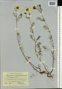 Tripleurospermum maritimum (L.) Koch, Eastern Europe, Northern region (E1) (Russia)