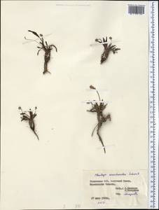 Plantago arachnoidea Schrenk, Middle Asia, Pamir & Pamiro-Alai (M2) (Tajikistan)