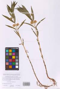 Lysimachia thyrsiflora L., Eastern Europe, Moscow region (E4a) (Russia)