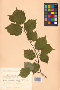 Corylus sieboldiana var. mandshurica (Maxim.) C.K.Schneid., Siberia, Russian Far East (S6) (Russia)