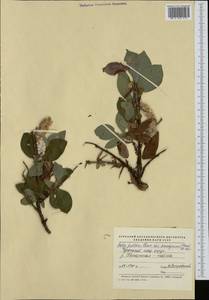 Salix pulchra subsp. pulchra, Siberia, Chukotka & Kamchatka (S7) (Russia)