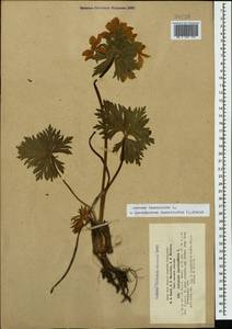 Anemonastrum narcissiflorum subsp. fasciculatum (L.) Raus, Caucasus, Stavropol Krai, Karachay-Cherkessia & Kabardino-Balkaria (K1b) (Russia)