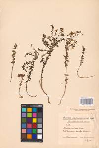 MHA 0 159 188, Linaria cretacea Fisch. ex Spreng., Eastern Europe, North Ukrainian region (E11) (Ukraine)