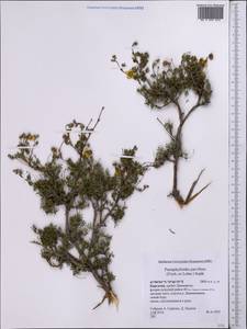 Dasiphora parvifolia (Fisch. ex Lehm.) Juz., Middle Asia, Northern & Central Tian Shan (M4) (Kyrgyzstan)