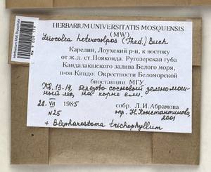 Mesoptychia heterocolpos (Thed. ex Hartm.) L. Söderstr. & Váňa, Bryophytes, Bryophytes - Karelia, Leningrad & Murmansk Oblasts (B4) (Russia)