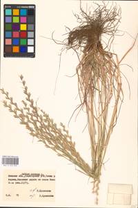 Lolium perenne L., Eastern Europe, Belarus (E3a) (Belarus)