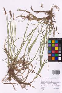 Carex hirta L., Eastern Europe, North-Western region (E2) (Russia)