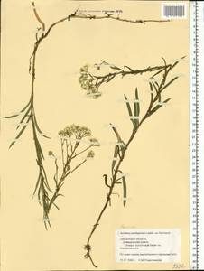 Achillea salicifolia subsp. salicifolia, Eastern Europe, Western region (E3) (Russia)