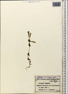 Gentianella biebersteinii (Bunge) Holub, Caucasus, Azerbaijan (K6) (Azerbaijan)