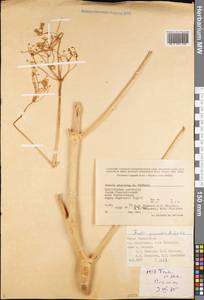 Ferula gigantea B. Fedtsch., Middle Asia, Pamir & Pamiro-Alai (M2) (Tajikistan)