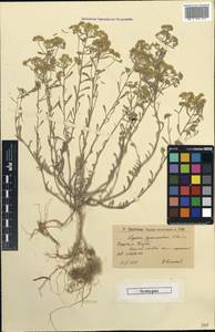 Alyssum tortuosum subsp. cretaceum Kotov, Eastern Europe, Lower Volga region (E9) (Russia)