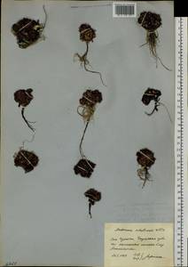 Androsace ochotensis Willd. ex Roem. & Schult., Siberia, Chukotka & Kamchatka (S7) (Russia)