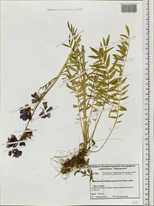 Polemonium caeruleum subsp. campanulatum Th. Fr., Siberia, Central Siberia (S3) (Russia)