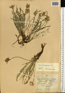 Astragalus reduncus Pall., Eastern Europe, Lower Volga region (E9) (Russia)