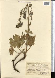 Delphinium dasyanthum Kar. & Kir., Middle Asia, Pamir & Pamiro-Alai (M2) (Uzbekistan)