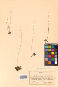 Arabidopsis lyrata subsp. petraea (L.) O'Kane & Al-Shehbaz, Siberia, Russian Far East (S6) (Russia)