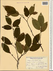 Ostrya carpinifolia Scop., Caucasus, Georgia (K4) (Georgia)