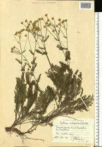 Tanacetum millefolium (L.) Tzvelev, Eastern Europe, North Ukrainian region (E11) (Ukraine)