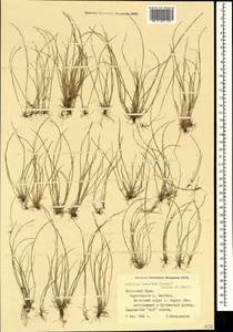 Festuca incurva (Gouan) Gutermann, Crimea (KRYM) (Russia)