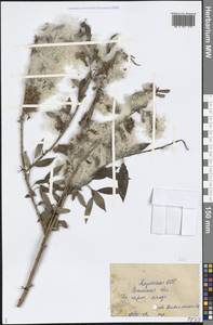 Salix, Middle Asia, Caspian Ustyurt & Northern Aralia (M8) (Kazakhstan)