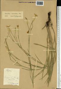 Dianthus pallens M. Bieb., Eastern Europe, North Ukrainian region (E11) (Ukraine)