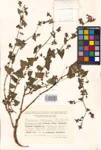 Fagopyrum tataricum (L.) Gaertn., Eastern Europe, Moscow region (E4a) (Russia)