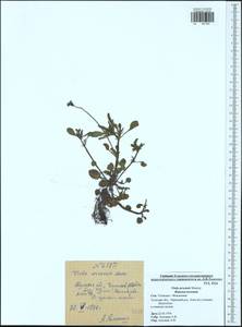 Viola arvensis Murray, Eastern Europe, Central region (E4) (Russia)