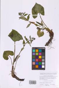 Brunnera sibirica Steven, Eastern Europe, Moscow region (E4a) (Russia)