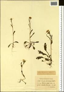 Tephroseris subfrigida (Kom.) Holub, Siberia, Chukotka & Kamchatka (S7) (Russia)