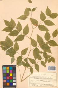 Vicia subrotunda (Maxim.) Czefr., Siberia, Russian Far East (S6) (Russia)