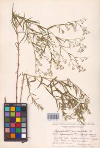 Gypsophila paniculata L., Eastern Europe, Central forest-and-steppe region (E6) (Russia)